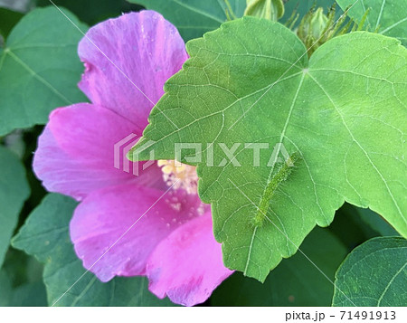 緑の葉の上にいる青虫(毛虫)/The caterpillars are on the leaves 71491913