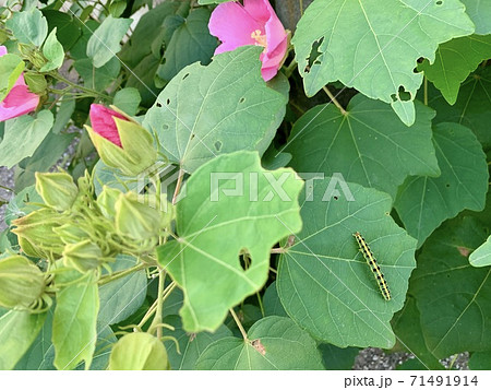 緑の葉の上にいる青虫(毛虫)/The caterpillars are on the leaves 71491914