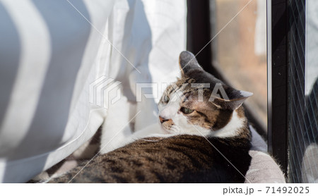 窓辺で日向ぼっこ キジトラ猫 窓辺で日向ぼっこ キジトラ猫 71492025