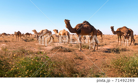 Herd of camels in El Gouera, at the gates of the Sahara. Morocco. Concept of wildlife 71492269