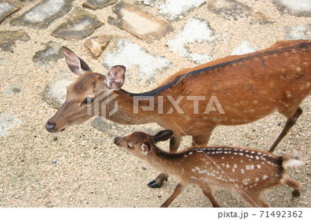 宮島の鹿の親子 71492362