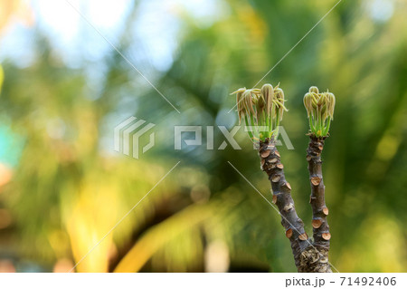 Bastard poom trees, The buds of the trees growing in the garden 71492406
