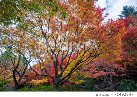 秋の五家荘平家の里の紅葉 秋の五家荘平家の里の紅葉 71492547