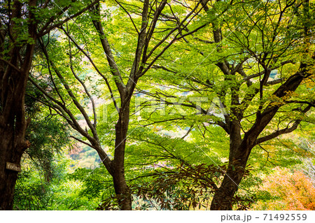 秋の五家荘平家の里の紅葉 71492559