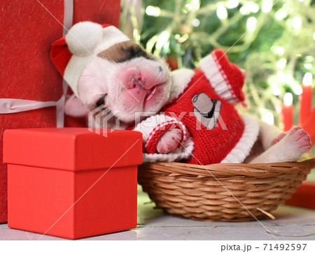 Small newborn English bulldog puppy sleeping under the Christmas tree Small newborn English bulldog puppy sleeping under the Christmas tree 71492597