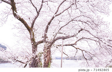 桜満開の津久井湖水の苑地 色鉛筆 のイラスト素材