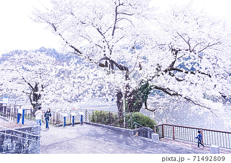 桜満開の津久井湖水の苑地 色鉛筆 のイラスト素材