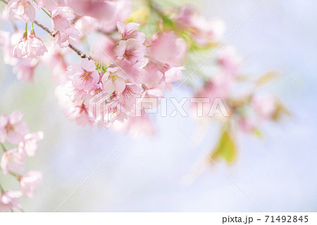 満開の熱海早咲のクローズアップ 71492845