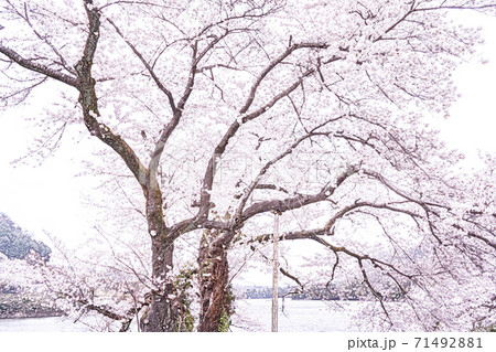 桜満開の津久井湖水の苑地 色鉛筆 のイラスト素材