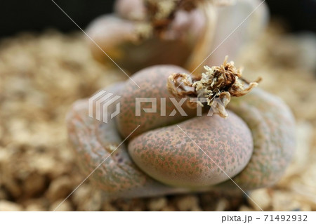 リトープスの脱皮　多肉植物　メセン　クローズアップ 71492932