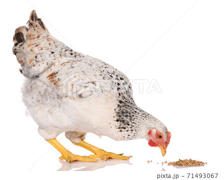 one white chicken pecking grains, isolated on white background, studio shoot 71493067