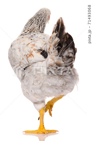 back side of one white chicken isolated on white background, studio shoot 71493068
