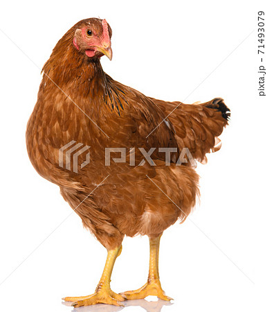 one brown chicken isolated on white background, studio shoot 71493079