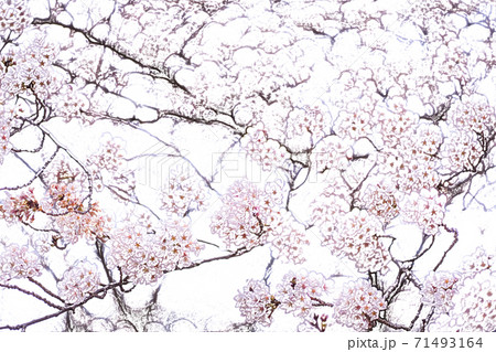 桜満開 色鉛筆 のイラスト素材