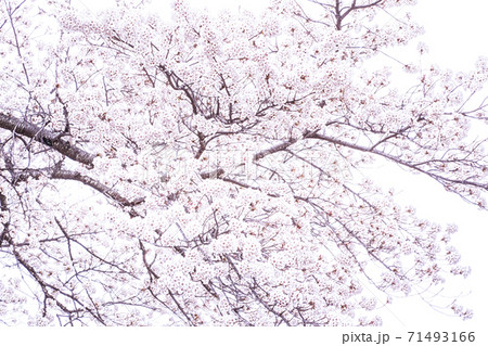 桜満開 色鉛筆 のイラスト素材
