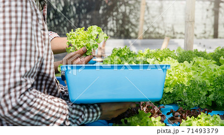 Farmer harvest organic hydroponic green oak lettuce in plant nursery farm. 71493379