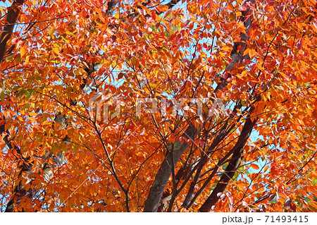 桜の木の紅葉 オレンジ色の葉の写真素材