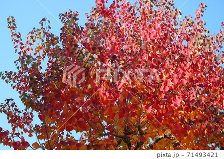 マルバノキの紅葉 赤い葉 マルバノキの紅葉 赤い葉 71493421