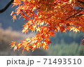 鮮やかな紅葉 71493510