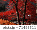 紅の吊橋と紅葉 71493511