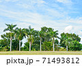 ヤシの木　素材 71493812