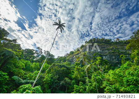 南国 ジャングル 森の写真素材