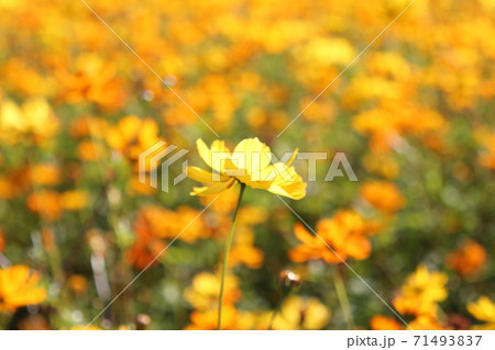 黄花コスモス　お花畑 71493837