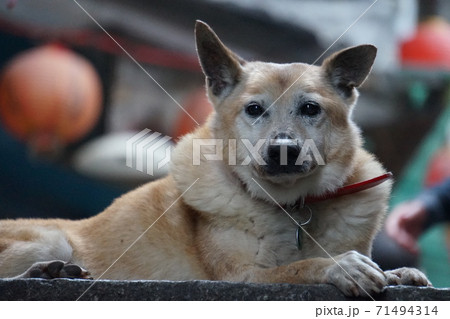 なに見てんだワン 71494314