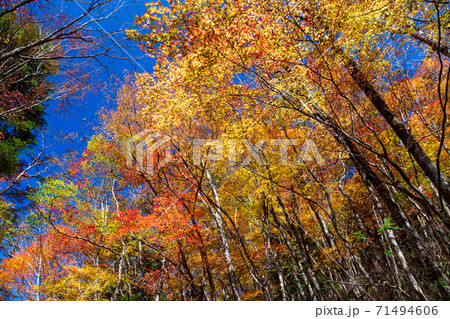 秋の五家荘紅葉風景 71494606