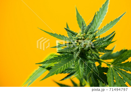 Cultivating marijuana, sativa weed leaves with buds texture on yellow background. Organic grow of 71494797