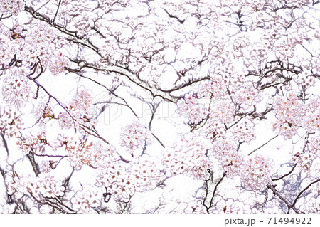満開の桜 色鉛筆 のイラスト素材