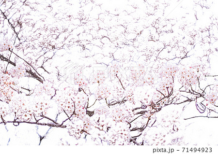 満開の桜 色鉛筆 のイラスト素材