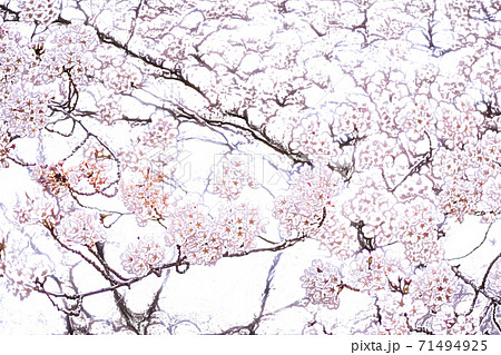 満開の桜 色鉛筆 のイラスト素材