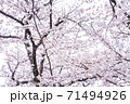 満開の桜【色鉛筆】 71494926