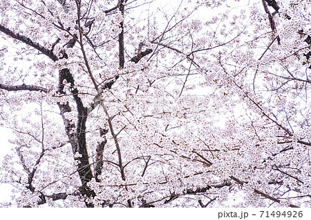 満開の桜 色鉛筆 のイラスト素材