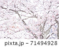 満開の桜【色鉛筆】 71494928
