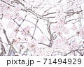 満開の桜【色鉛筆】 71494929