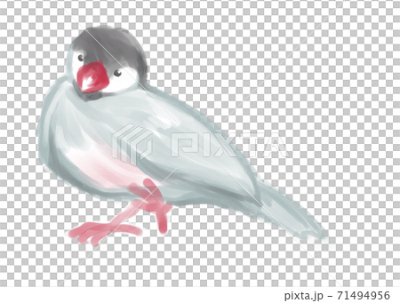 Java sparrow watercolor touch Java sparrow watercolor touch 71494956