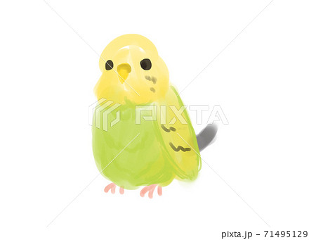 かわいいインコ 水彩タッチのイラスト素材