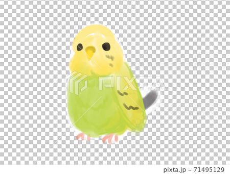 かわいいインコ 水彩タッチ かわいいインコ 水彩タッチ 71495129