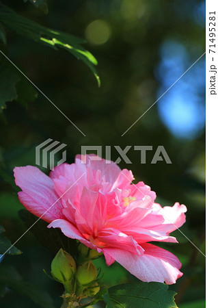 八重咲きのムクゲの写真素材
