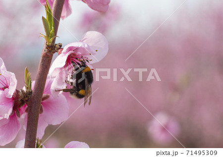 Bumblebee collecting pollen 71495309