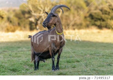 Goat in a farm 71495317