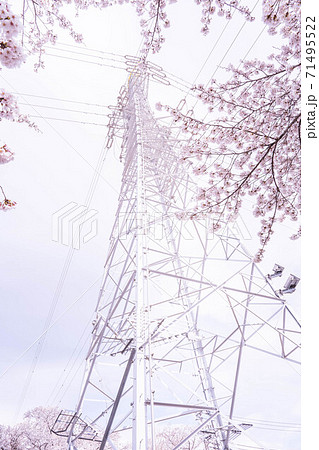 満開の桜と送電塔【色鉛筆】 71495522