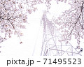 満開の桜と送電塔【色鉛筆】 71495523
