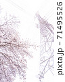 満開の桜と送電塔【色鉛筆】 71495526