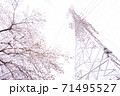 満開の桜と送電塔【色鉛筆】 71495527