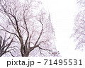 満開の桜と送電塔【色鉛筆】 71495531