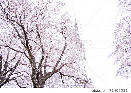 満開の桜と送電塔 色鉛筆 のイラスト素材