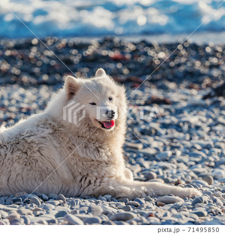 White dog on the seashore. White dog on the seashore. 71495850